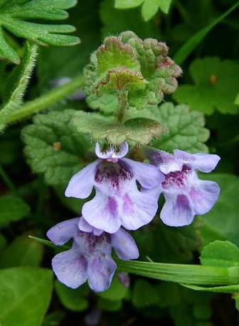 glechoma_hederacea_ground_ivy_00_flowers_16-05-04