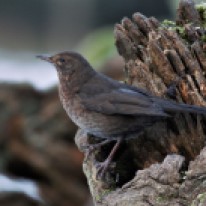 Blackbird (Mrs.)