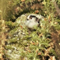 Long-tailed Tit (nested 2020)